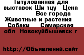 Титулованная для выставок Ши-тцу › Цена ­ 100 000 - Все города Животные и растения » Собаки   . Самарская обл.,Новокуйбышевск г.